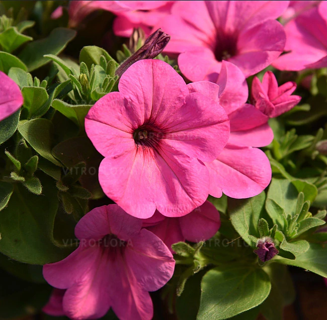 Petunia - Sweetunia® Pinkalicious