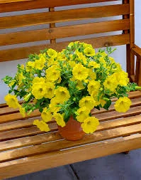 Petunia - Surfinia® Dark Yellow