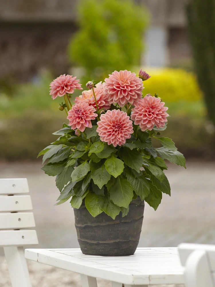 Dahlia - Novation® SALMOM