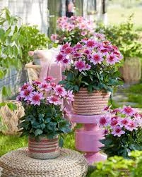 Dahlia - Dalina® Maxi Starburst Pink