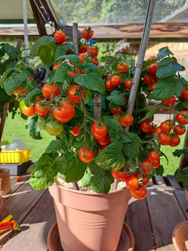 BALKONOVÉ PARADAJKY "VILMA" červené kv. 9 cm -1ks