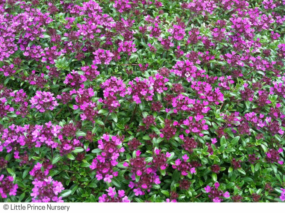 Materina dúška Creeping red - Thymus serpyllum kv.12cm