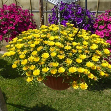 Asteriscus maritimus - Aurelia Yellow