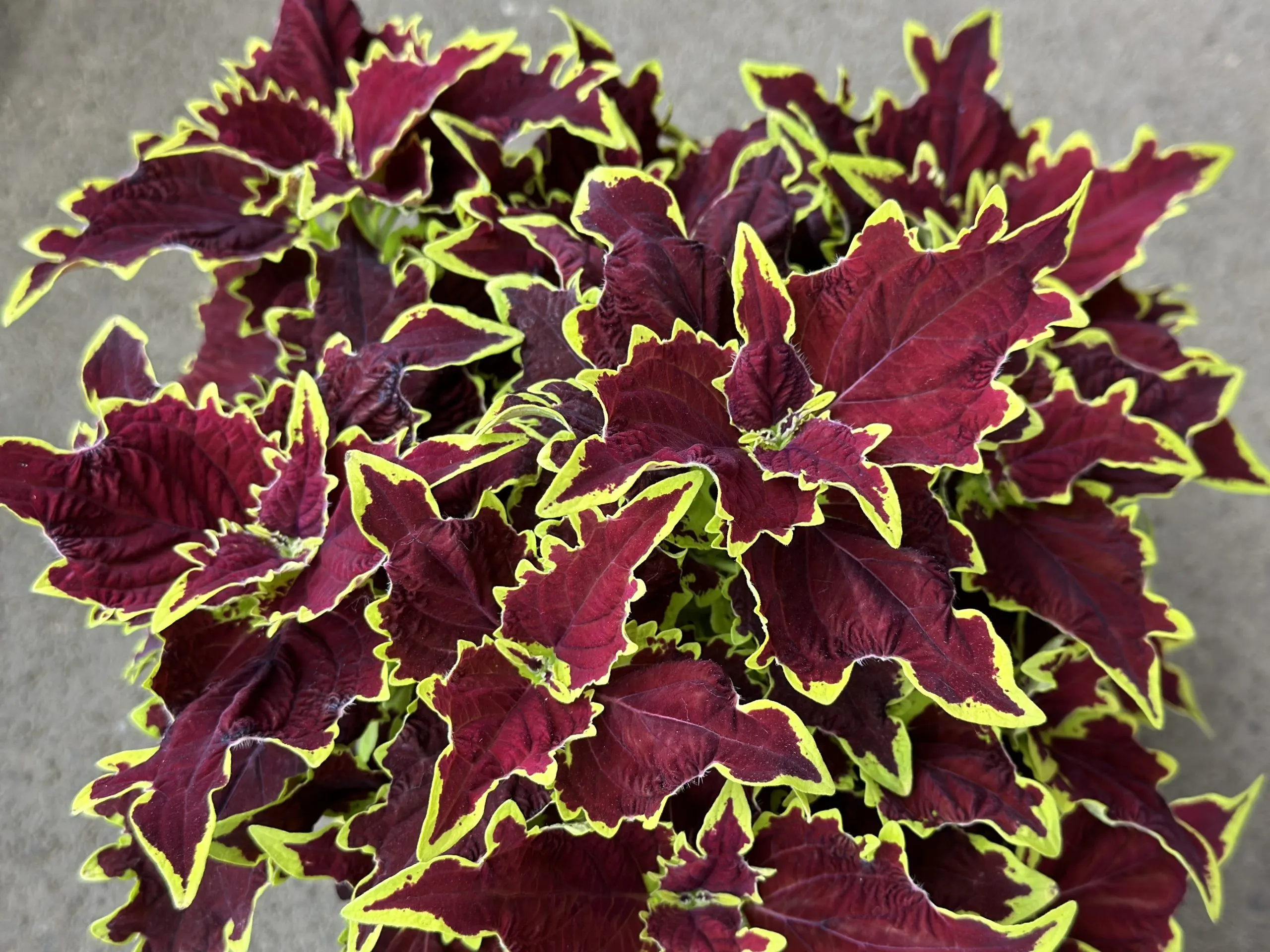 Koleus - Stained Glassworks CROWN JEWEL kv.11cm