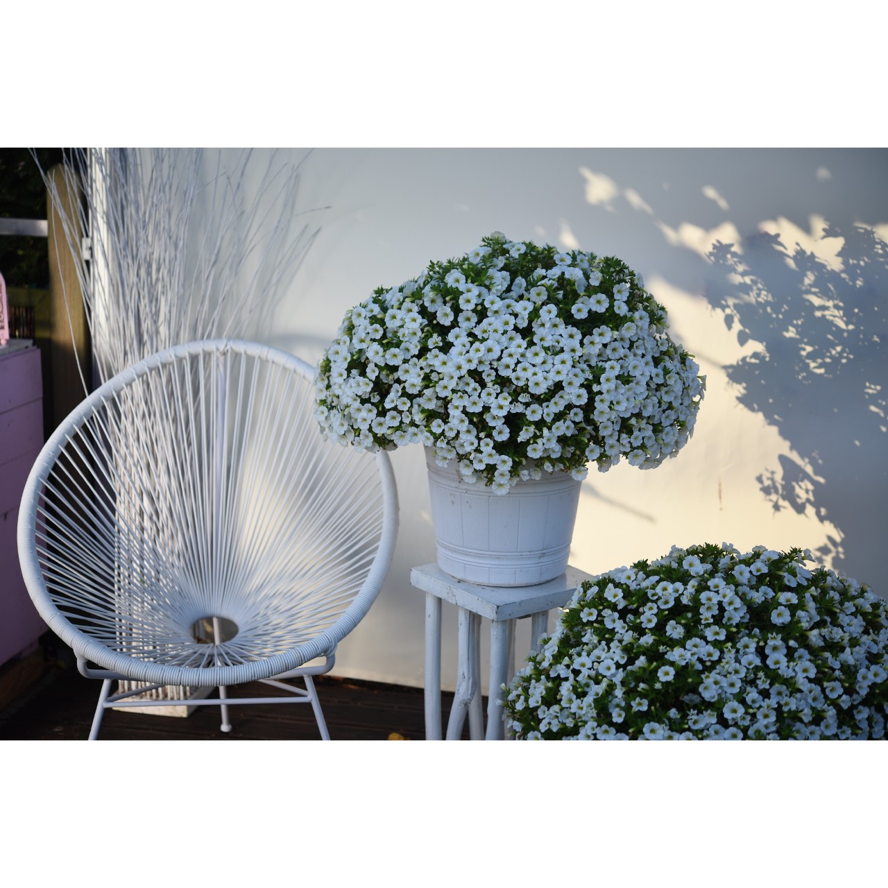 Calibrachoa - Cabaret®Early White Compact