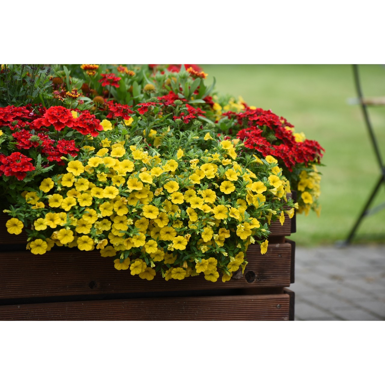 Calibrachoa - Cabaret®Early Bright Yellow 