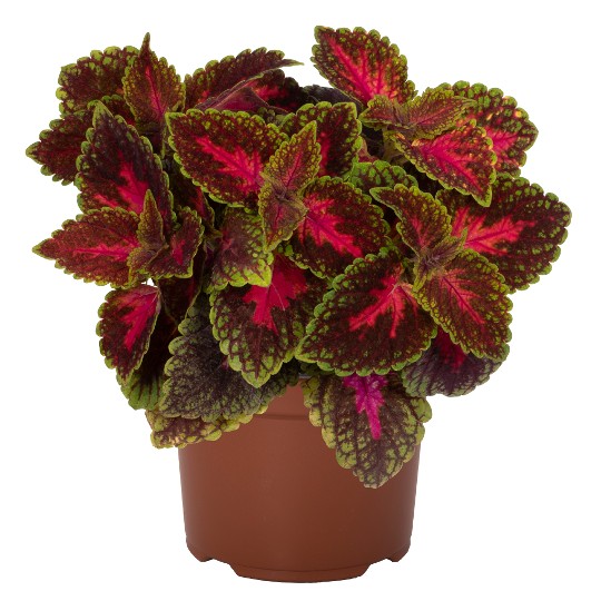 Koleus - Main Street FRANKLIN STREET kv.11cm