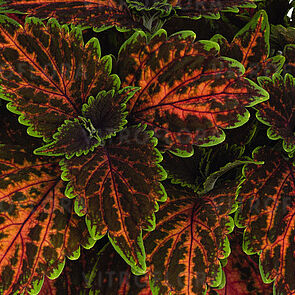 Koleus - Stained Glassworks MAGNIFICENT MILE kv.11cm