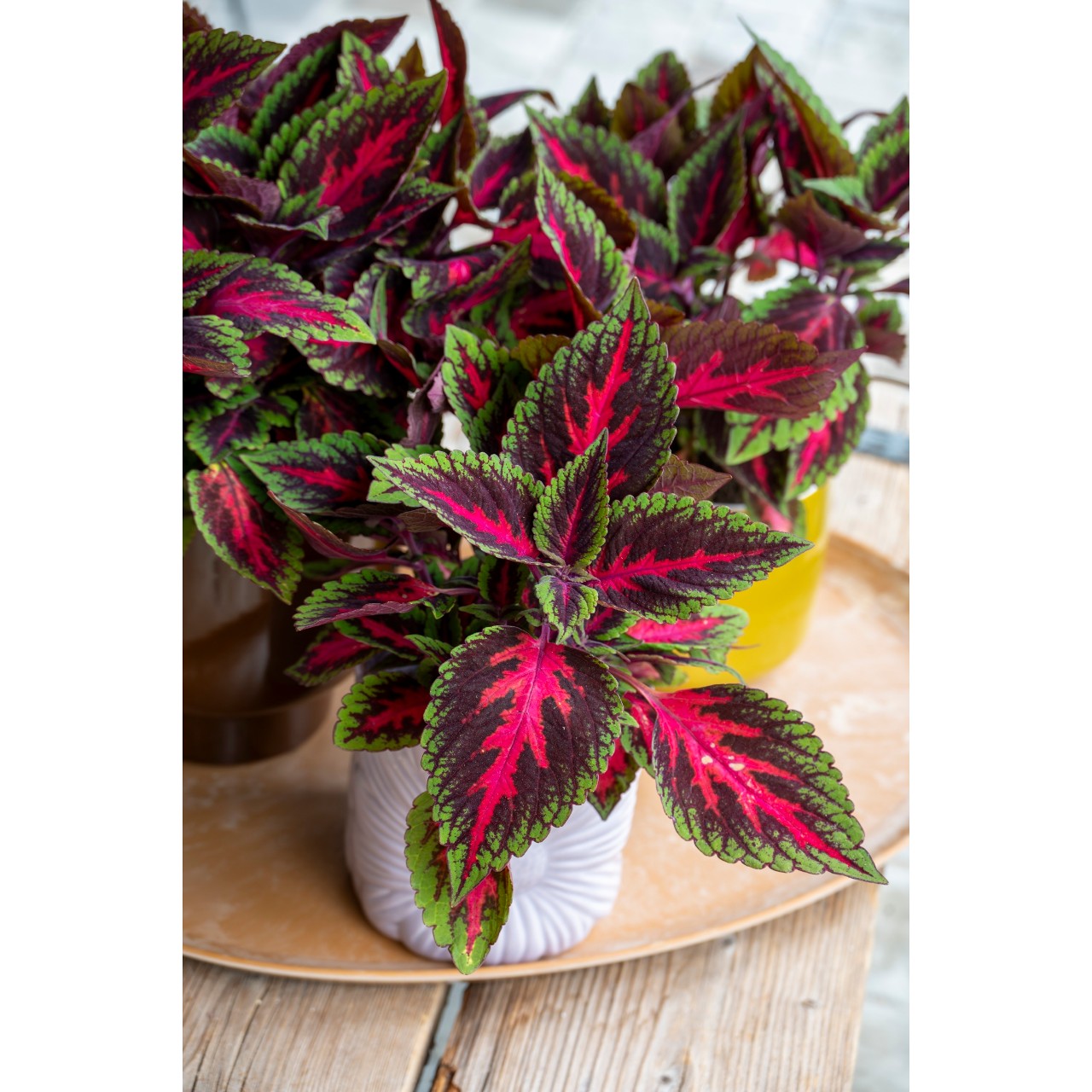 Koleus - Main Street RUBY ROAD kv.11cm