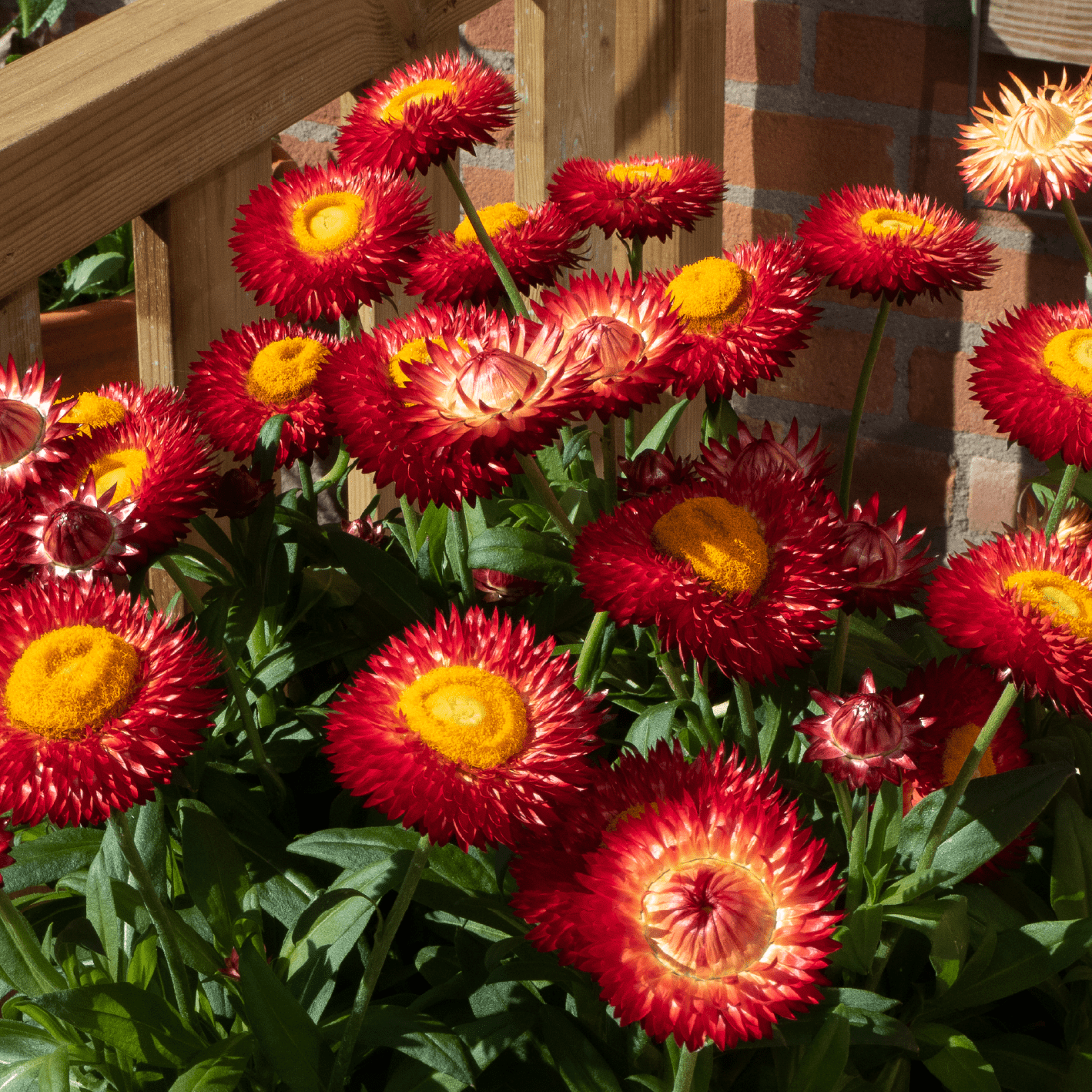 Bracteantha bracteata - Crispy Red kv. 12cm