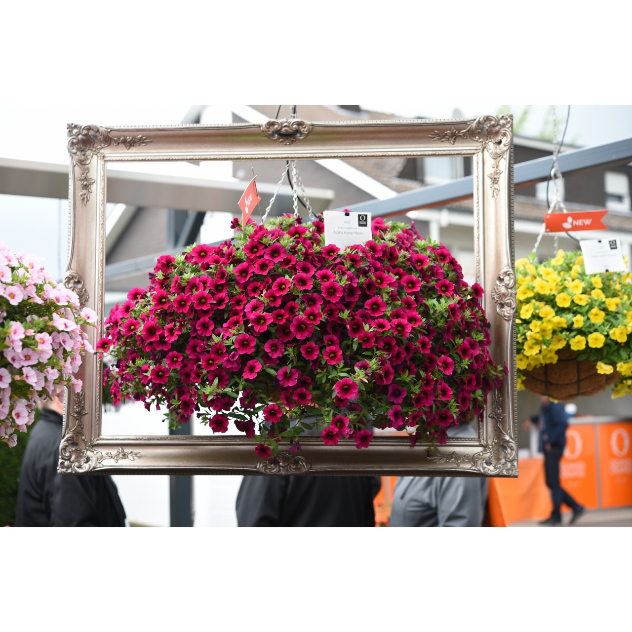 Calibrachoa - Cabaret®Early Neon Rose