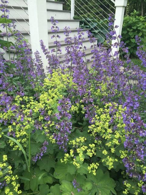 Alchemilla 'Irish Silk' 0,5 l kv.12cm