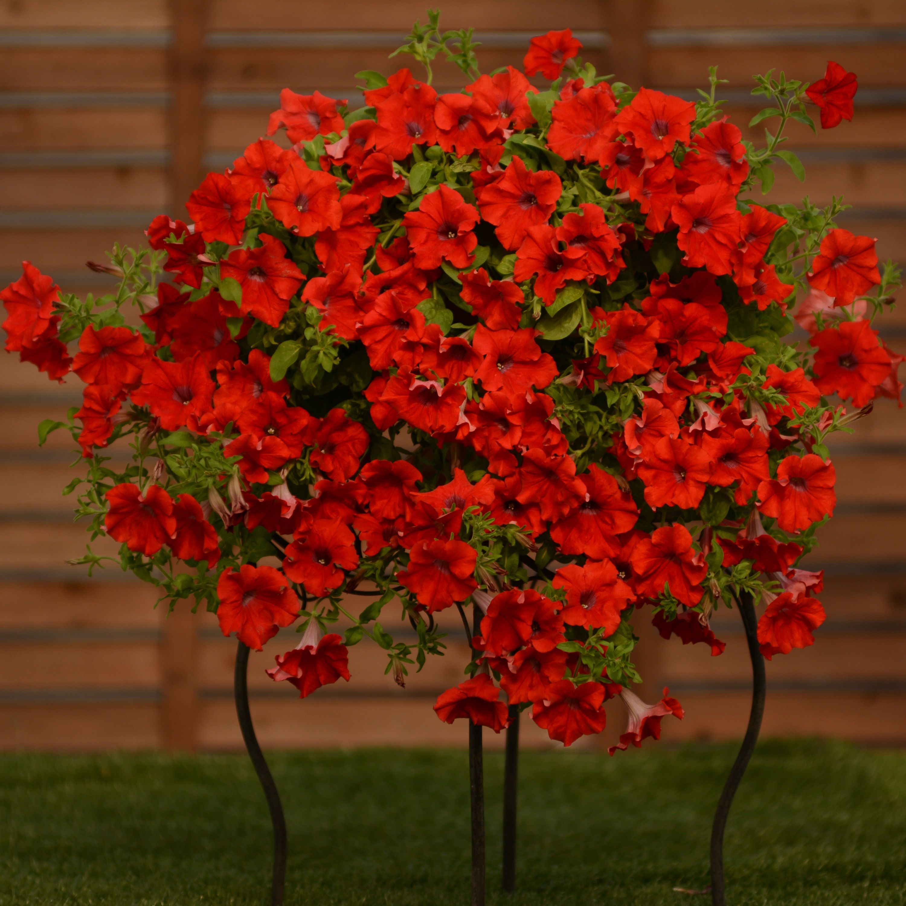 Petunia - Surfinia® Deep Red