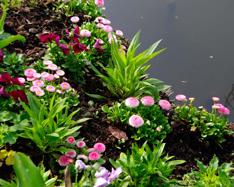 Sedmokráska červená - Roggli Red 