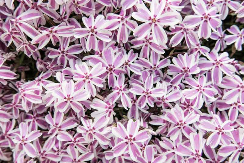 Phlox Spring® CANDY STRIPE kont. 0,5 l (11cm)