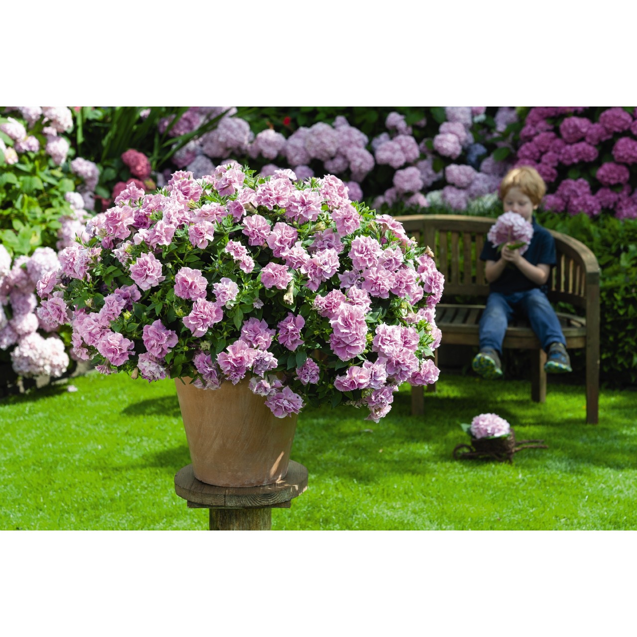 Petunia - Sugar Candy