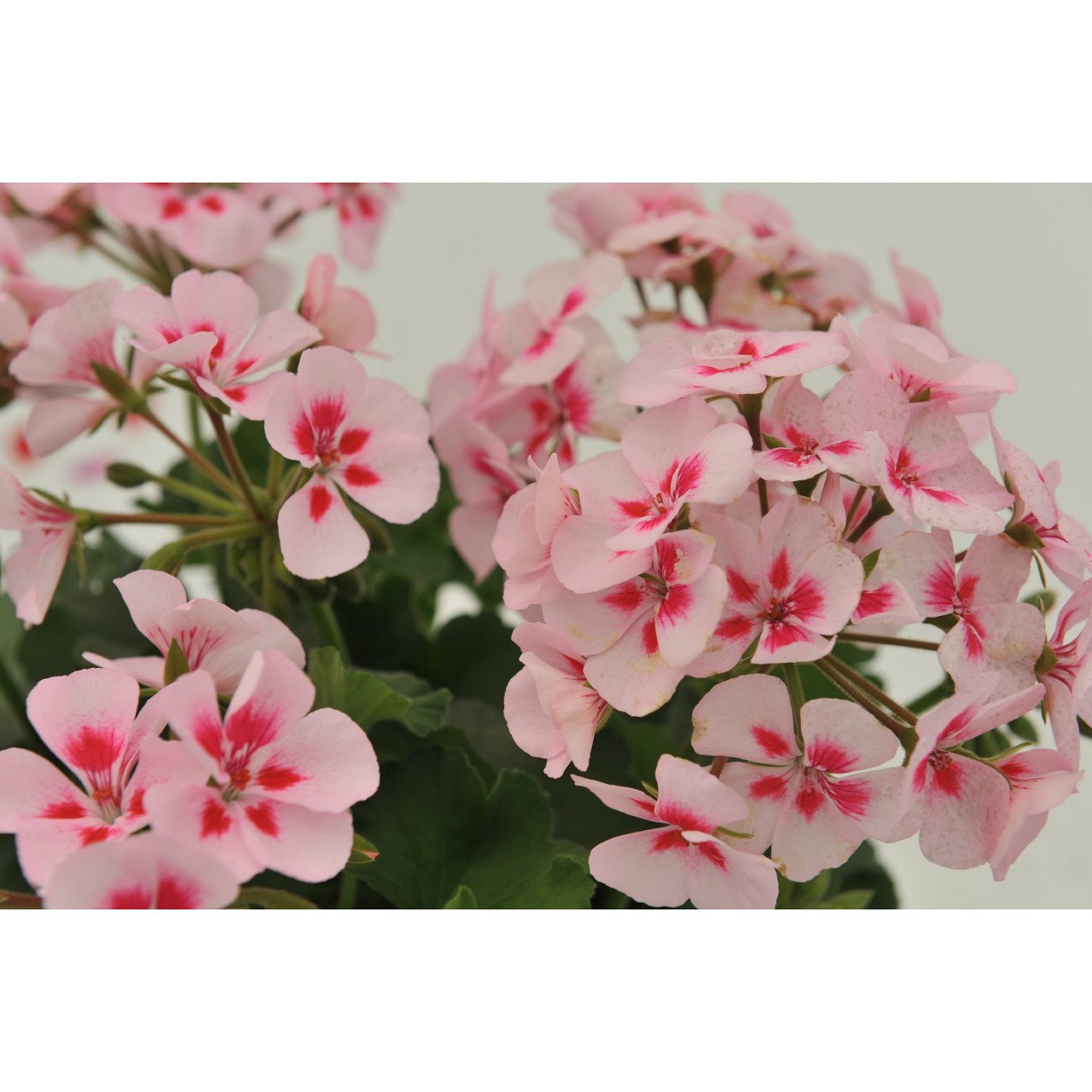 Pelargonium interspecific SARITA WHITE SPLASH