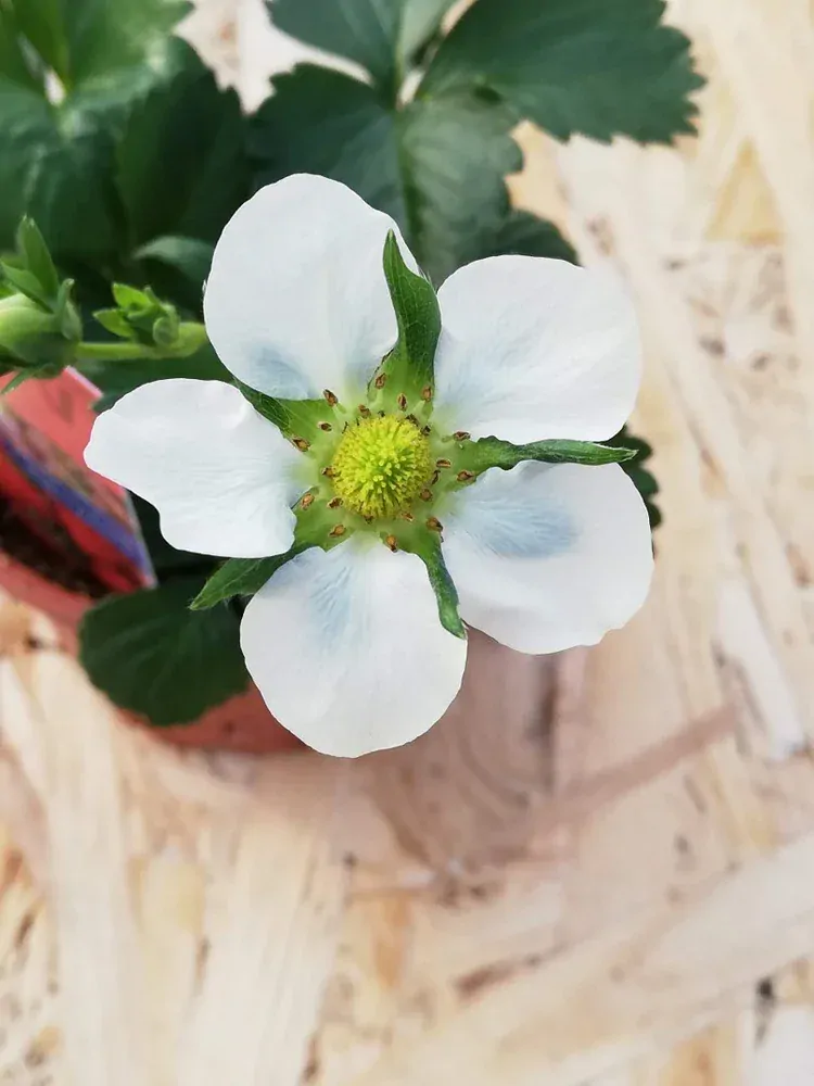 Stáleplodiace jahody ELAN®