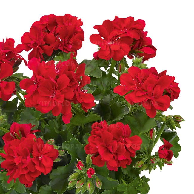 Pelargonium - Ťahavý muškát plnokvetý - RED / červený