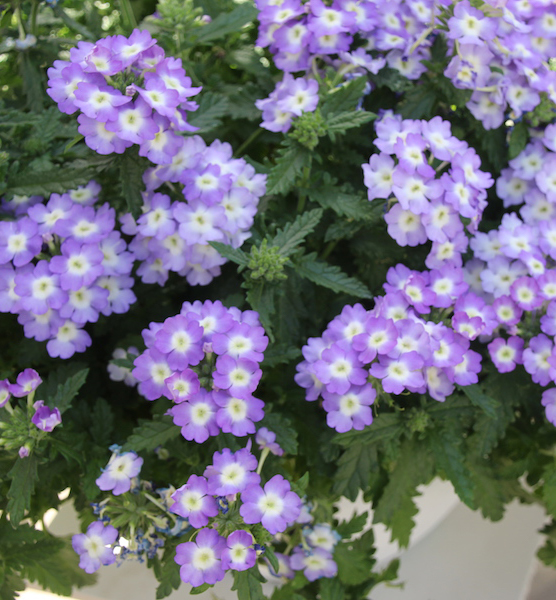 Verbena -Empres Flair Purple charme