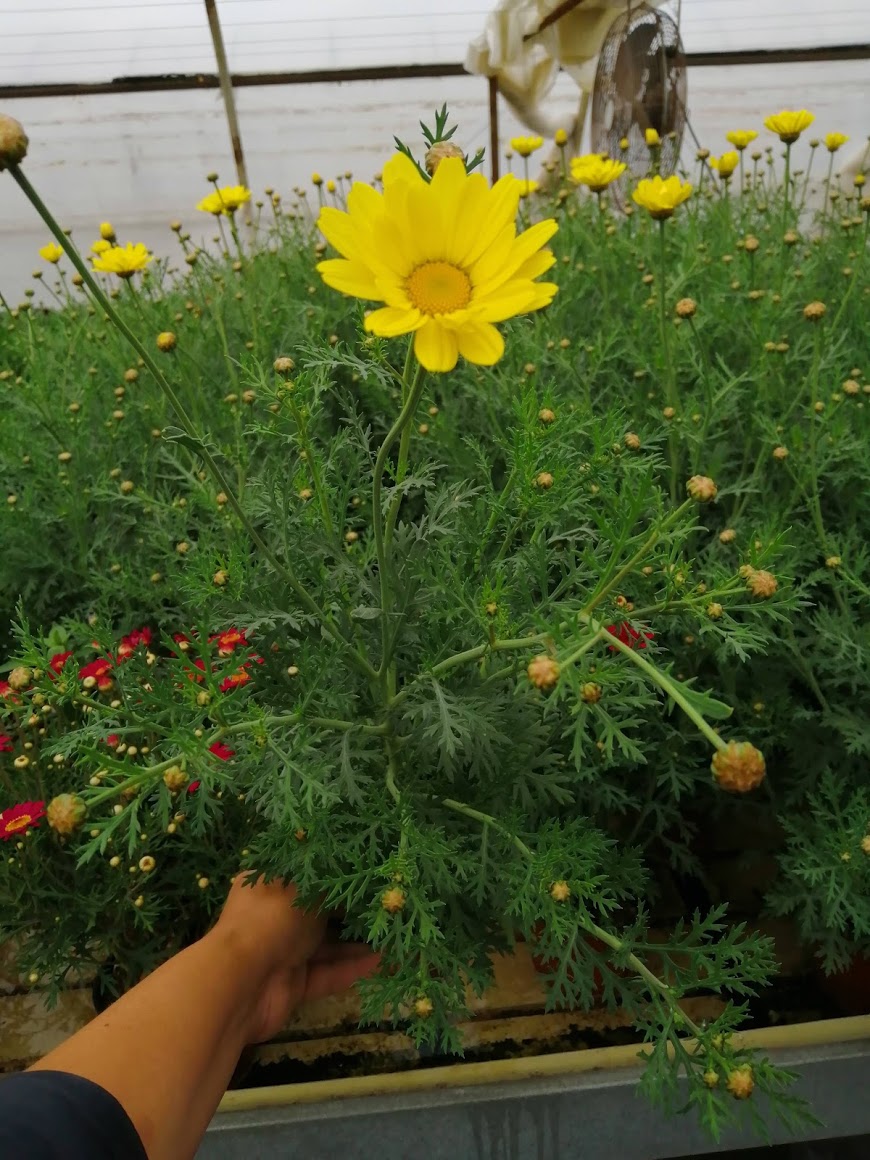 Argyranthemum - Santorini™ Yellow Impr.