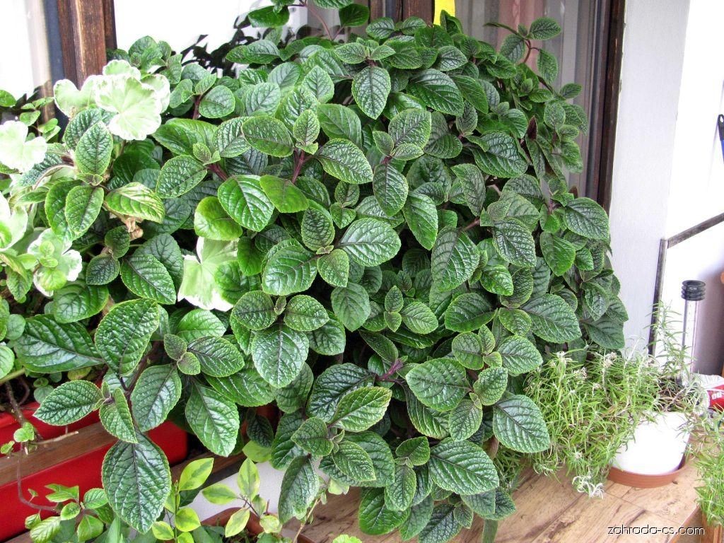 Plectran FIALOVÝ - sadbovač 3 cm 6ks