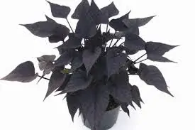 Ipomoea batatas -´BLACK TONE´