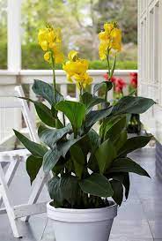 Kana - Canna Cannova Yellow