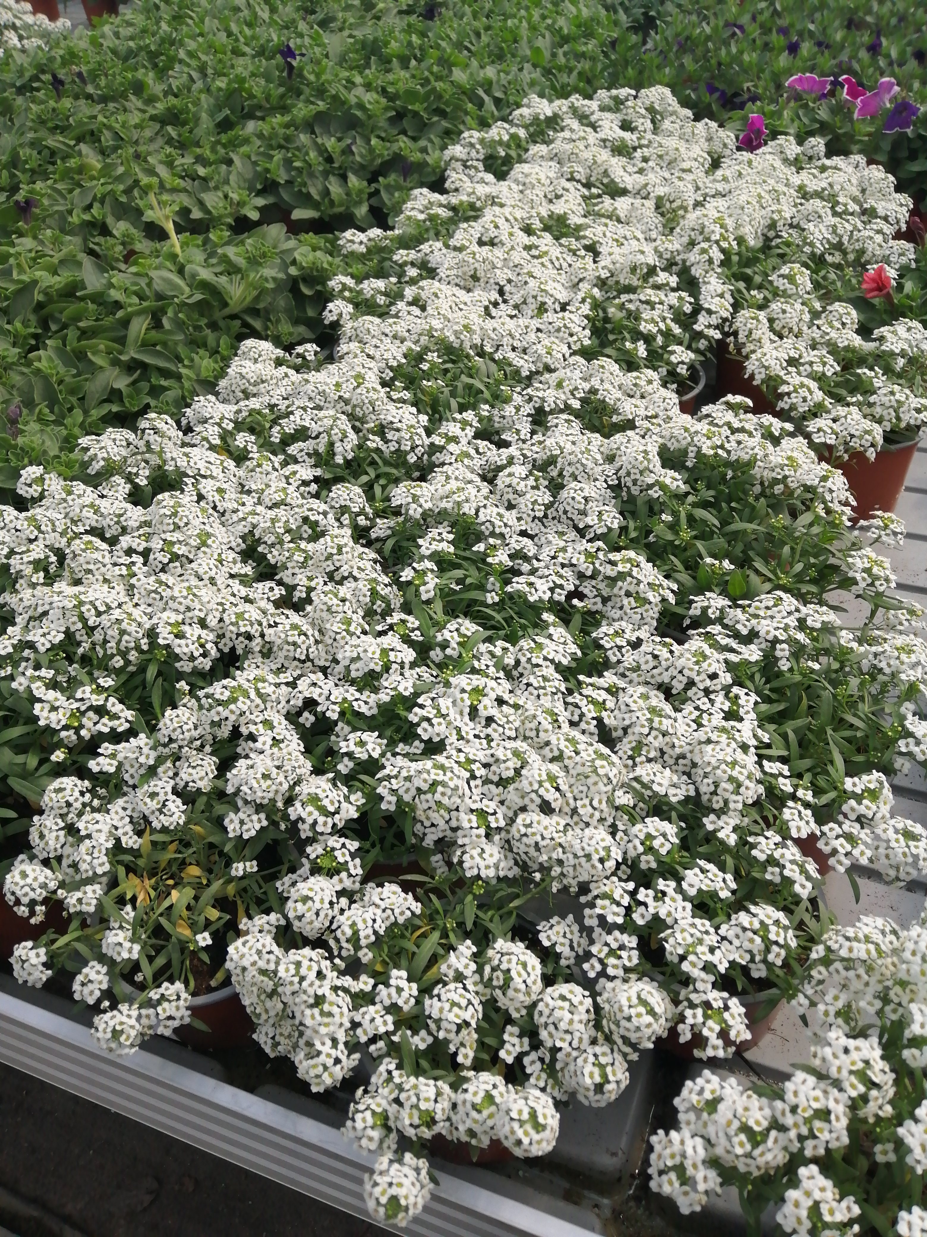 Lobularia Yolo White