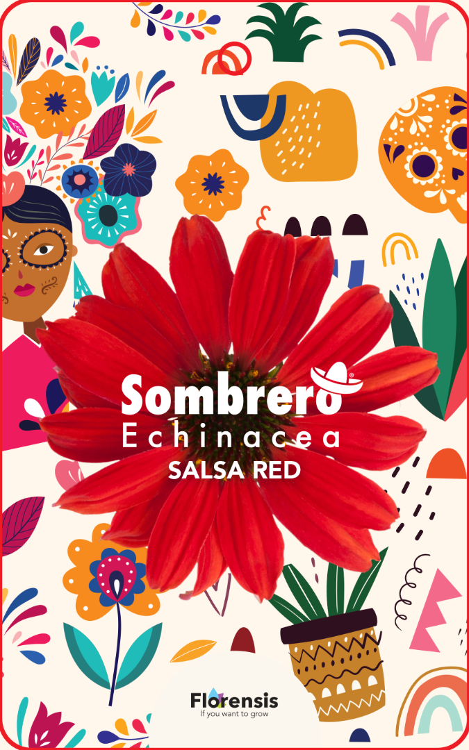 Echinácea - Lakota® Red kont. 0,5l (12 cm)