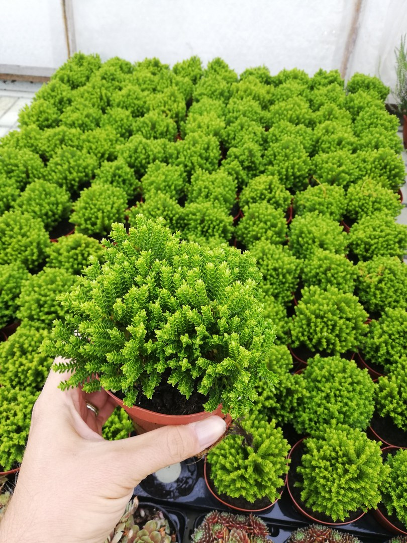 Hebe ´GREEN GLOBE´ 11 cm