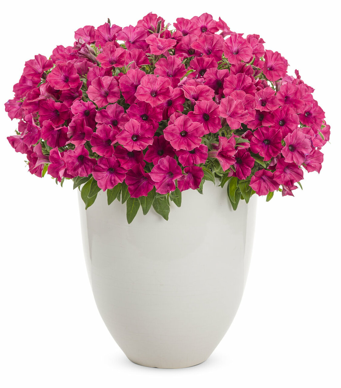 Petunia SUPERTUNIA® VISTA™ Fuchsia®