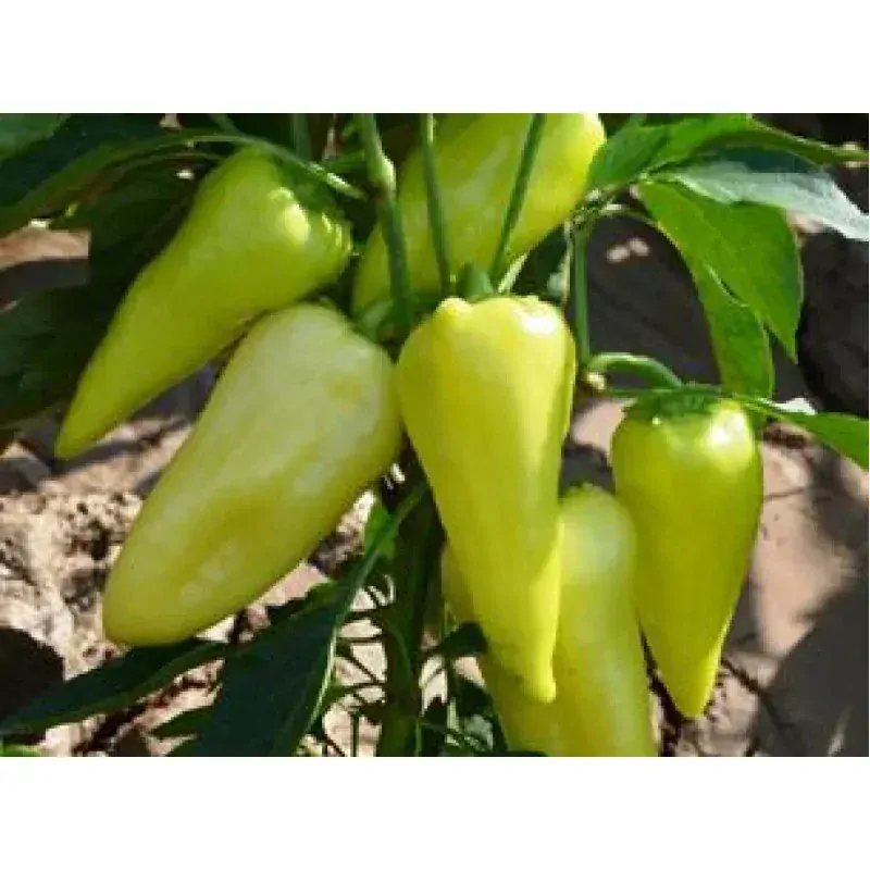 PAPRIKA "TODIRESTI F1" 1 ks