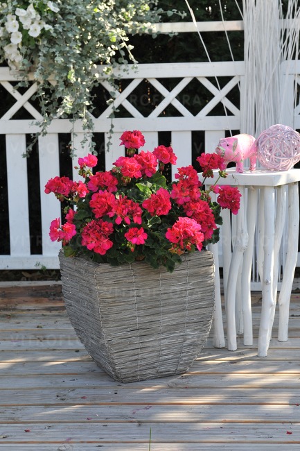 Pelargonium Zonale- GREEN IDOLS©  NEON