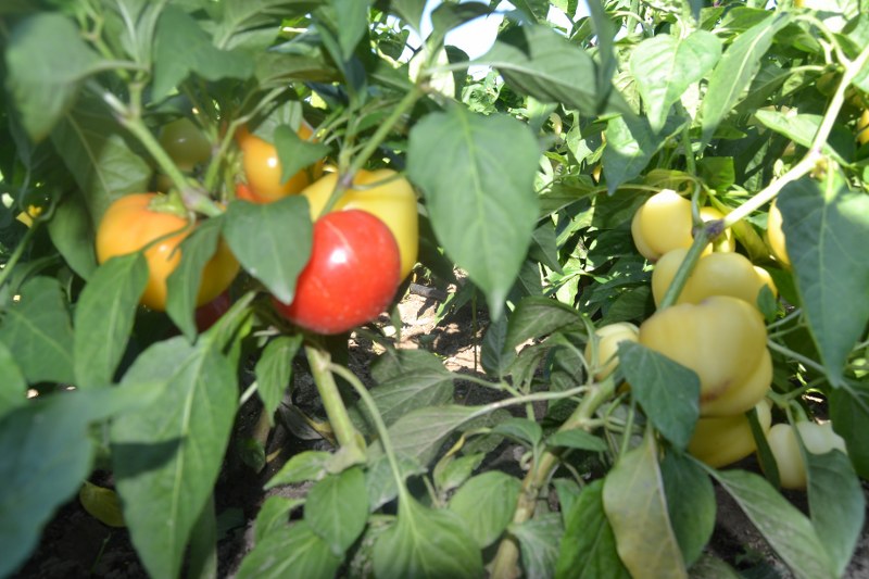 PAPRIKA JABĹČKOVÁ SLADKÁ  10 ks