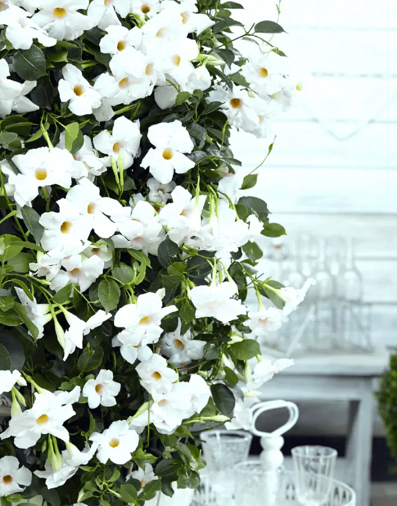 Mandevilla - White 1 výhonky