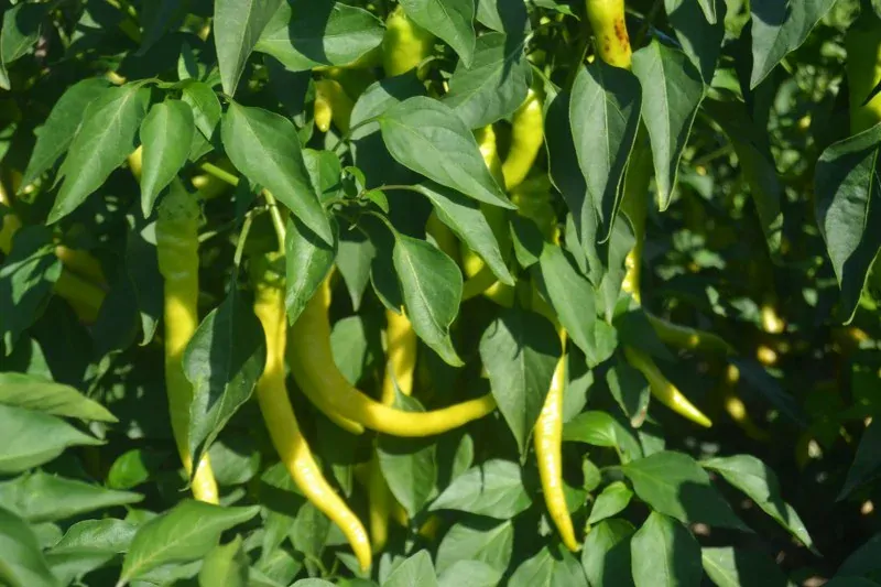 PAPRIKA BARANIE ROHY 10ks