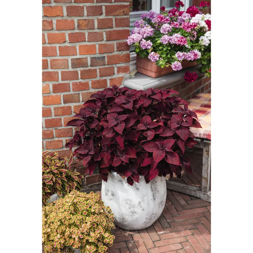 Koleus - Main Street SECOND STREET