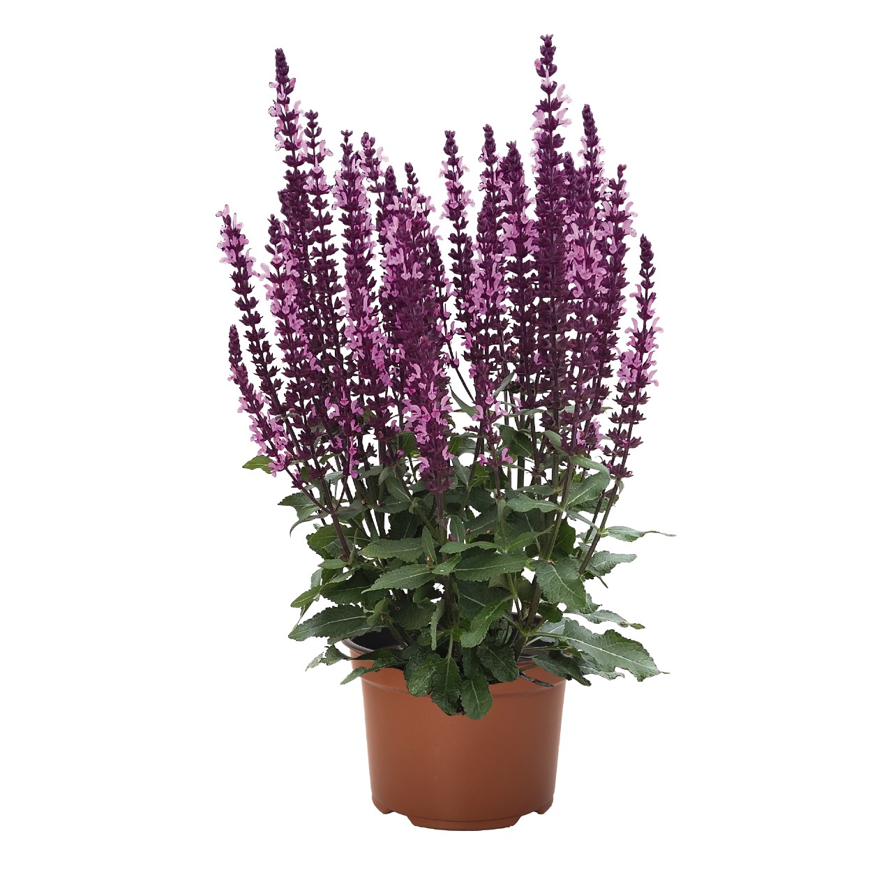 Šalvia hájna - Midnight Rose kont. 0,5l (12cm)