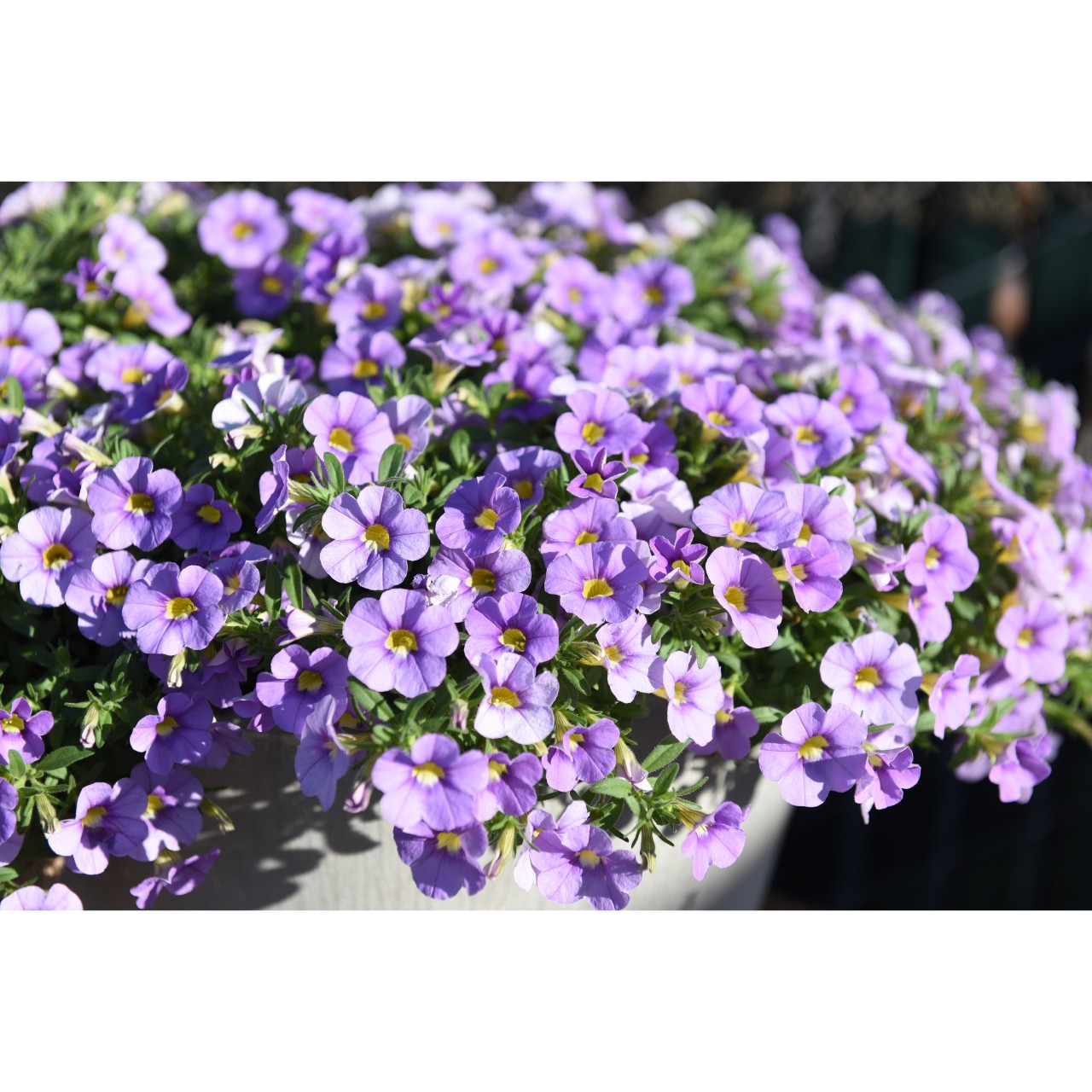 Calibrachoa - Cabaret®Compact Lavender