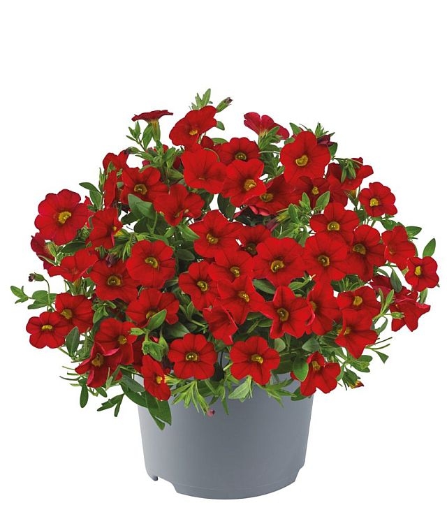 Calibrachoa - Cabaret®Early Bright Red