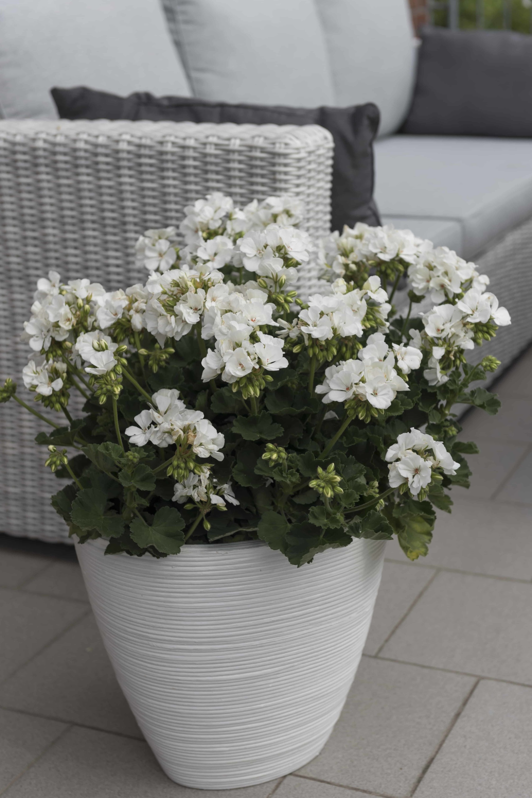 Pelargonium Zonale Savannah© WHITE