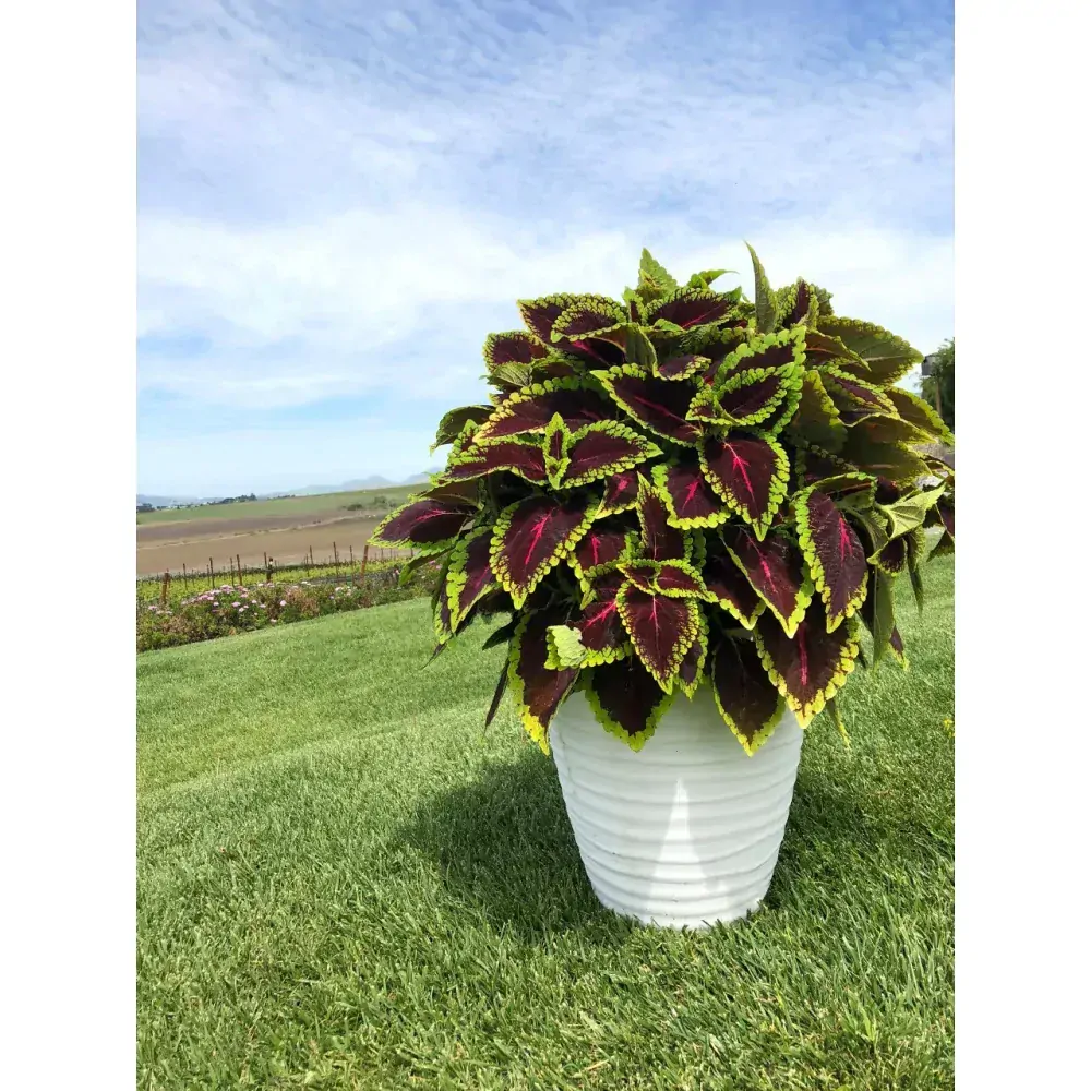 Koleus - Main Street ALLIGATOR ALLEY kv.11cm