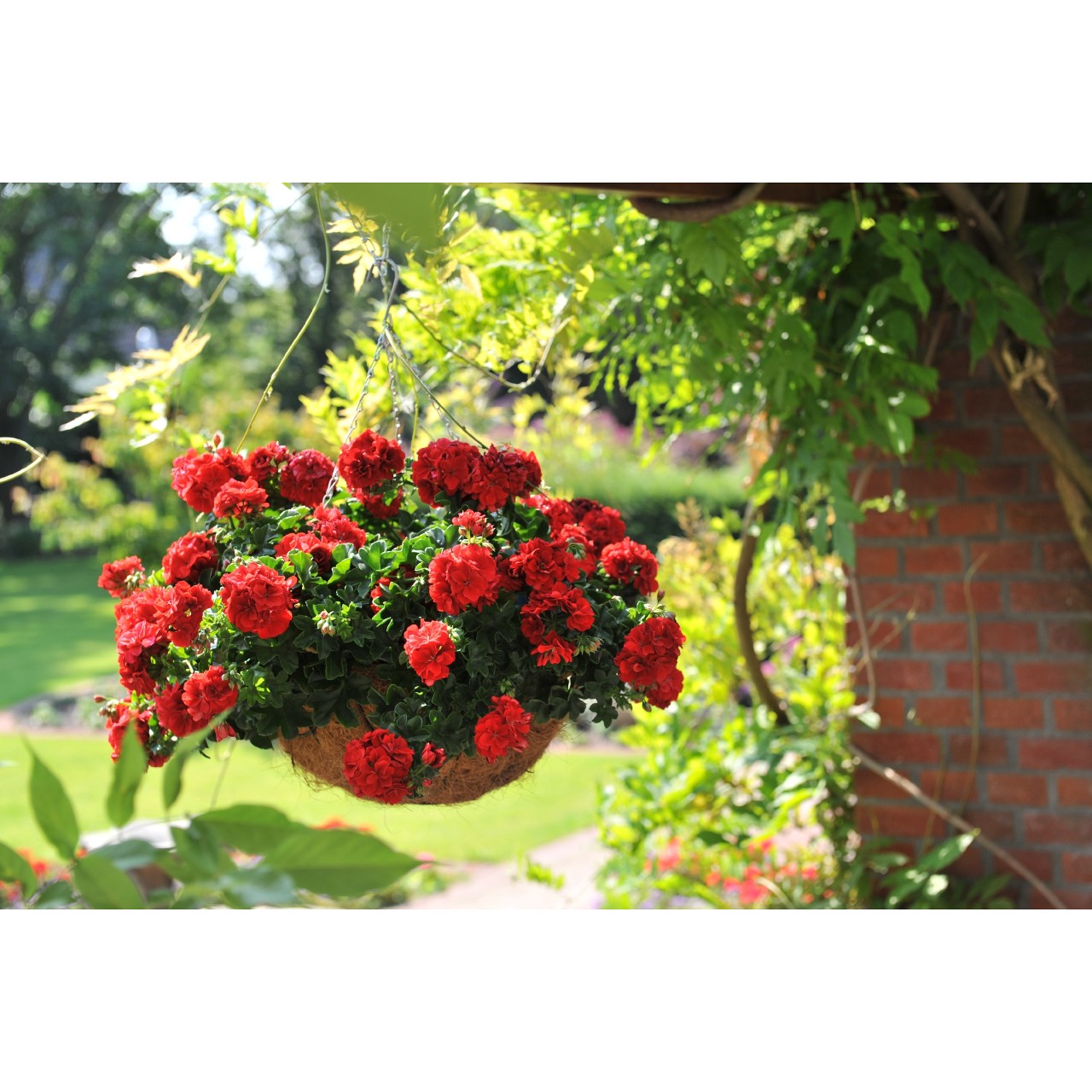 Pelargonium - Ťahavý muškát plnokvetý - Great Balls of Fire Dark Red