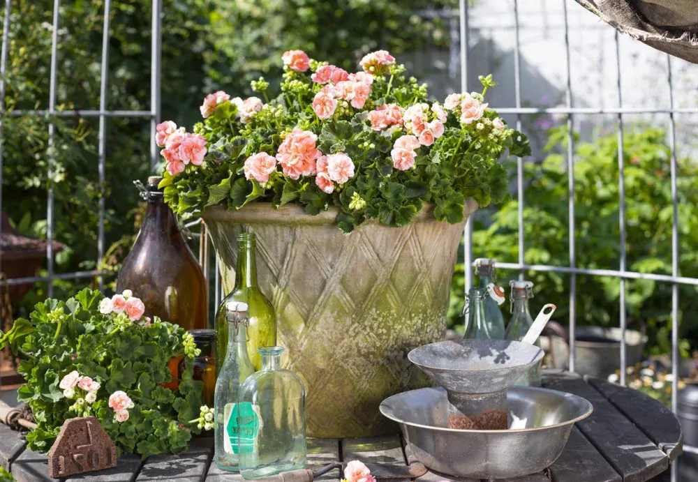 Pelargonium Zonale ROSEBUD ASTRID