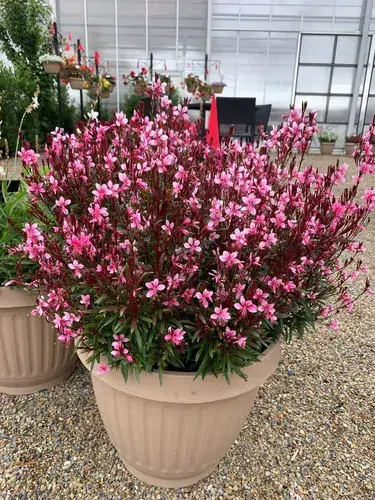 Gaura lindheimeriová - Gaudi® MEDIUM PINK kont. 0,5 l (12cm)