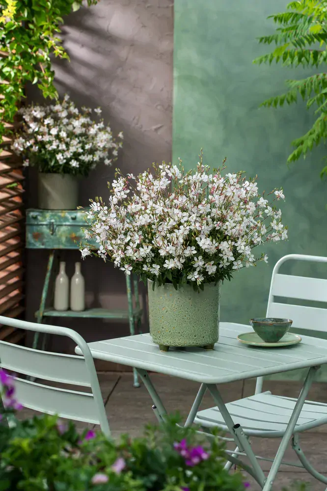 Gaura lindheimeriová- GAUDI® MEDIUM WHITE kont. 0,5 l (12cm)