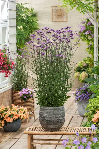 Verbena Bonariensis VIOLET BLUE kont. 0,5 l (12cm)