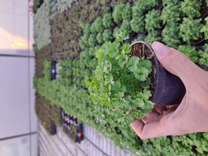 Petržlen kučeravý - Petroselinum lisette kv.10cm