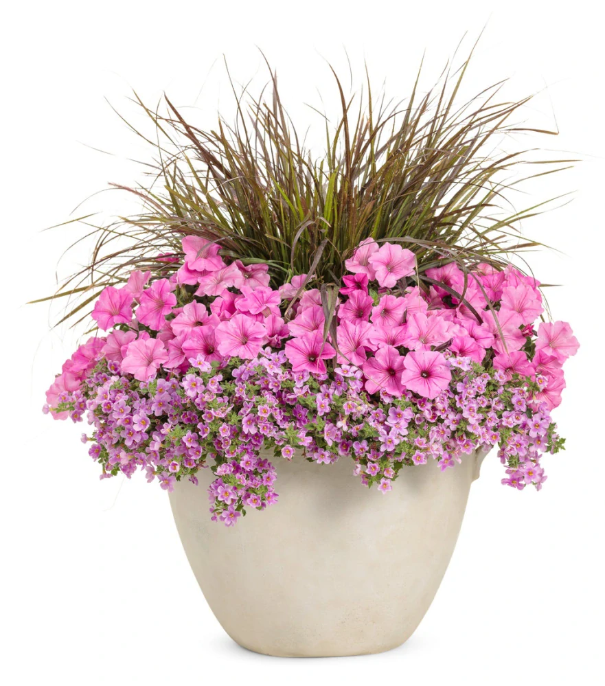 Petunia - SUPERTUNIA® VISTA™ Bubblegum®